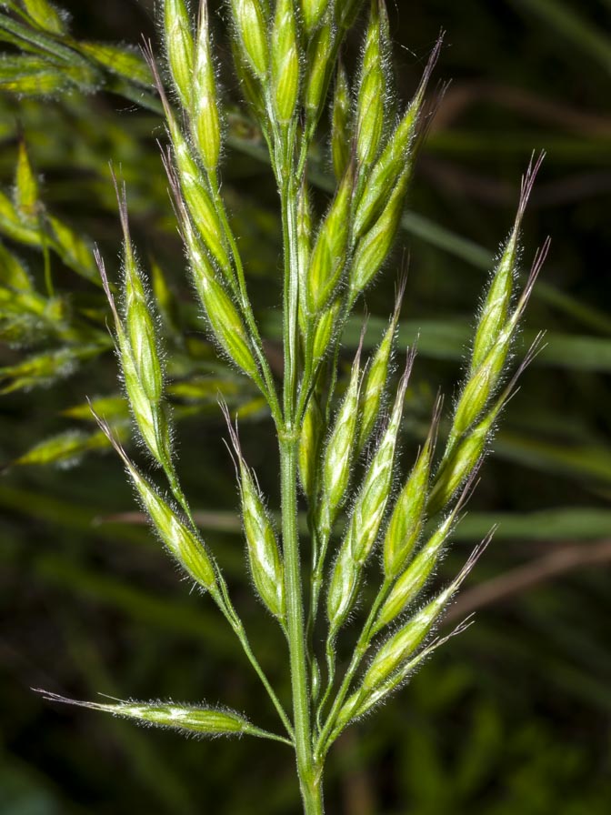 Bromus ?  S, Bromus hordeaceus